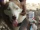 The Rabies Cases in Bali Are on the Rise, Ministry of Health Prepares 30 Thousand Anti-Rabies Vaccines