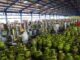 ESDM Implements Targeted Transformation of 3 kg LPG Subsidies to Ensuring Equitable Access