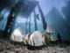 National Geographic Releases Best of The World 2025, This Indonesian Destination Ranks 4th! diving under the Raja Ampat Sea