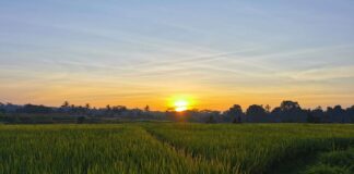 Slow Travel Emerges as a New Tourism Trend, Kalegowa Ranks Among Asia’s Top Destinations Illustration of rice field scenery. A suitable place for slow travel.