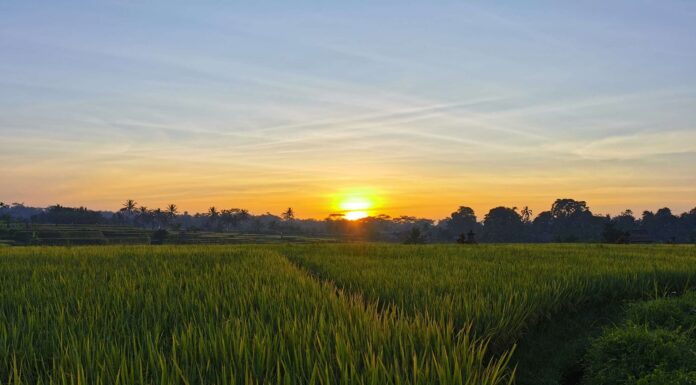 Slow Travel Emerges as a New Tourism Trend, Kalegowa Ranks Among Asia’s Top Destinations Illustration of rice field scenery. A suitable place for slow travel.