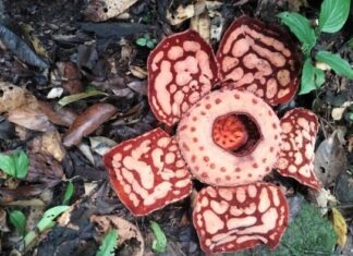 Rafflesia Hasseltii Found After 13 Years, Highlighting Indonesia’s Rare Genetic Treasure Rafflesia Hasseltii Found After 13 Years, Highlighting Indonesia’s Rare Genetic Treasure