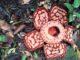 Rafflesia Hasseltii Found After 13 Years, Highlighting Indonesia’s Rare Genetic Treasure Rafflesia Hasseltii Found After 13 Years, Highlighting Indonesia’s Rare Genetic Treasure