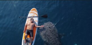 Get Up Close with Whale Sharks in Botubarani, Gorontalo Get Up Close with Whale Sharks in Botubarani, Gorontalo