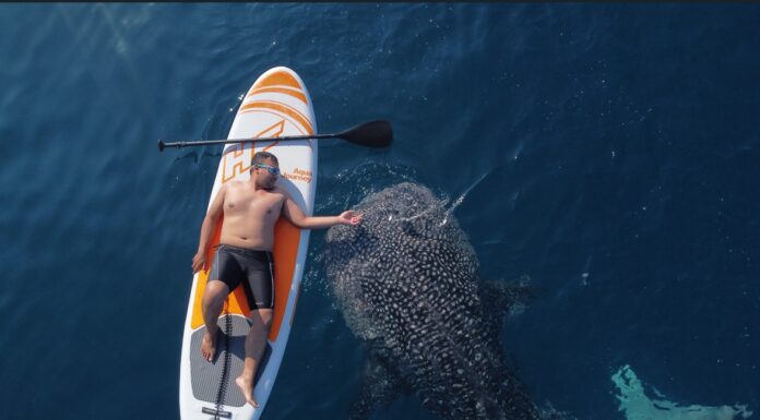 Get Up Close with Whale Sharks in Botubarani, Gorontalo Get Up Close with Whale Sharks in Botubarani, Gorontalo
