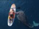 Get Up Close with Whale Sharks in Botubarani, Gorontalo Get Up Close with Whale Sharks in Botubarani, Gorontalo