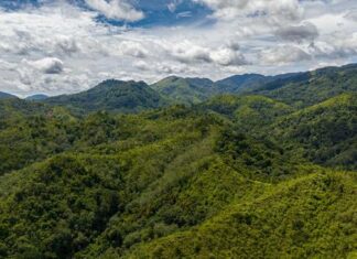 UNESCO Flags Sumatra Forest as Red, A Harsh Warning for the Environment UNESCO Flags Sumatra Forest as Red, A Harsh Warning for the Environment