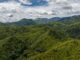 UNESCO Flags Sumatra Forest as Red, A Harsh Warning for the Environment UNESCO Flags Sumatra Forest as Red, A Harsh Warning for the Environment