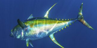 In Demand by Japanese Residents, Papua is Ready to Export 100 Tons of Yellowfin Tuna to Narita Yellowfin Tuna