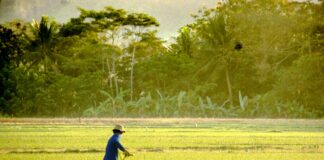 Agrarian Country, Yet Rice Price in Indonesia Among the Highest in Southeast Asia Agrarian Country, Yet Rice Price in Indonesia Among the Highest in Southeast Asia