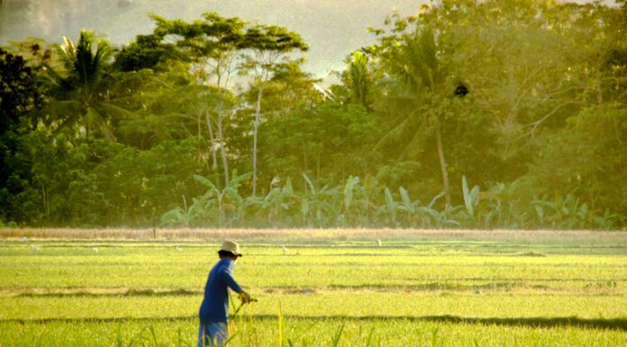Indonesia Tops Global Prosperity Rankings, Surpassing Even the United States Agrarian Country, Yet Rice Price in Indonesia Among the Highest in Southeast Asia