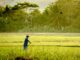 Indonesia Tops Global Prosperity Rankings, Surpassing Even the United States Agrarian Country, Yet Rice Price in Indonesia Among the Highest in Southeast Asia