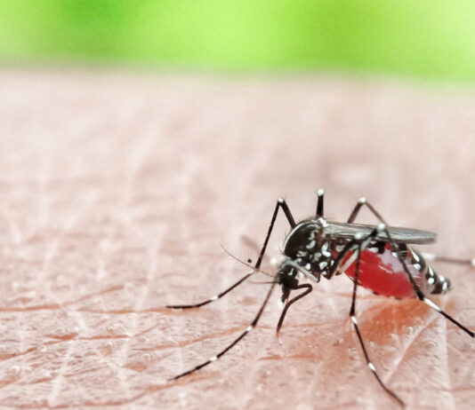 Alert! Throughout 2024, Dengue Fever (DBD) Cases Continue to Rise to 46,148 Cases aedes aegypti mosquito