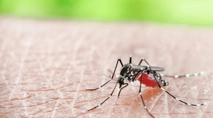 Australia Issues Travel Warning Regarding Dengue Fever in Bali aedes aegypti mosquito