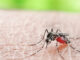 Alert! Throughout 2024, Dengue Fever (DBD) Cases Continue to Rise to 46,148 Cases aedes aegypti mosquito
