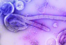 Indonesia Steps Up Vigilance as WHO Raises Global Alert Over Ebola Outbreak Indonesia Steps Up Vigilance as WHO Raises Global Alert Over Ebola Outbreak