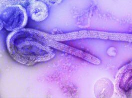 Indonesia Steps Up Vigilance as WHO Raises Global Alert Over Ebola Outbreak
