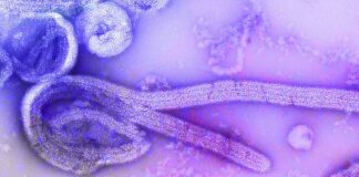 Indonesia Steps Up Vigilance as WHO Raises Global Alert Over Ebola Outbreak Indonesia Steps Up Vigilance as WHO Raises Global Alert Over Ebola Outbreak