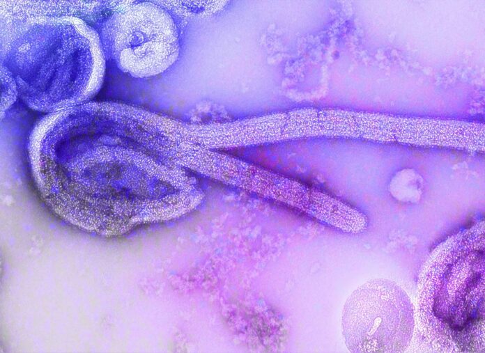 Indonesia Steps Up Vigilance as WHO Raises Global Alert Over Ebola Outbreak