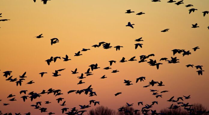 NTB Emerges as a Vital Crossroad for Global Bird Migration NTB Emerges as a Vital Crossroad for Global Bird Migration