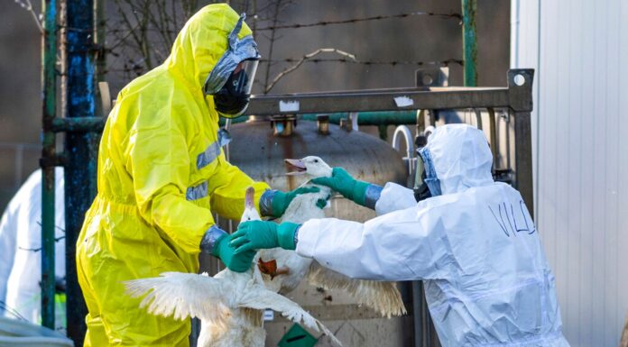 New Bird Flu Has the Potential to Infect Humans, Ministry of Health Urges Public to be Cautious