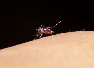 To Combat Dengue, Indonesia Deploys Wolbachia Mosquitoes in Five Cities yellow fever mosquito