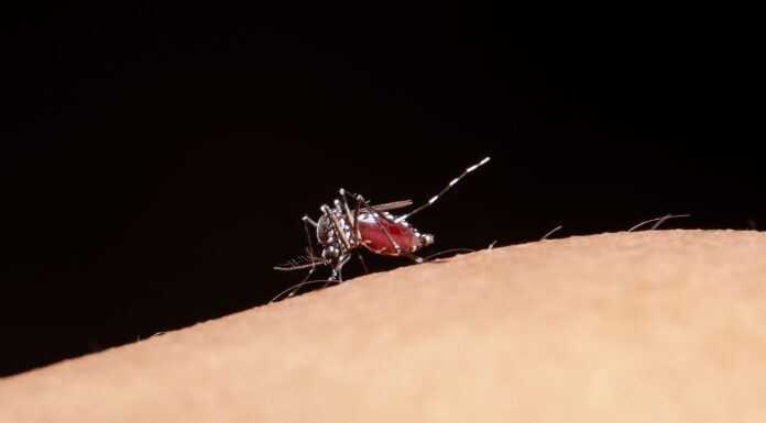 To Combat Dengue, Indonesia Deploys Wolbachia Mosquitoes in Five Cities yellow fever mosquito