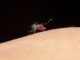 To Combat Dengue, Indonesia Deploys Wolbachia Mosquitoes in Five Cities yellow fever mosquito