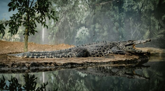 Crocodile Attacks in Indonesia Reach Highest in the World, Causing 486 Deaths! Crocodile attacks in Indonesia is highest worldwide