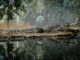 Crocodile Attacks in Indonesia Reach Highest in the World, Causing 486 Deaths! Crocodile attacks in Indonesia is highest worldwide