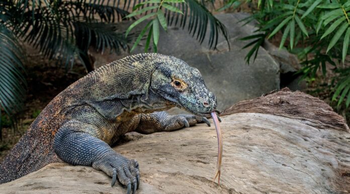 Indonesia’s Travel Score Surpasses Thailand and Malaysia