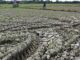 Extreme Weather Continues to Affect, but El Nino is Not Yet Significant