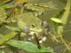 Fresh Frozen Frog Legs from South Sumatra Win Global Fans, Dare to Try? Fresh Frozen Frog Legs from South Sumatra Win Global Fans, Dare to Try?