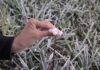 Frost Expected to Persist in Dieng for Several More Weeks Frost Expected to Persist in Dieng for Several More Weeks