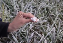 Frost Expected to Persist in Dieng for Several More Weeks Frost Expected to Persist in Dieng for Several More Weeks