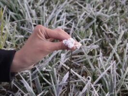 Frost Expected to Persist in Dieng for Several More Weeks