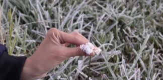 Frost Expected to Persist in Dieng for Several More Weeks Frost Expected to Persist in Dieng for Several More Weeks