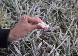 Frost Expected to Persist in Dieng for Several More Weeks Frost Expected to Persist in Dieng for Several More Weeks
