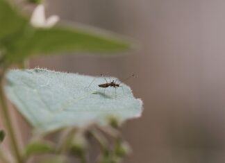 BMKG Warns of Increased Risk of Dengue Fever in Jakarta Due to Rainfall and Humidity