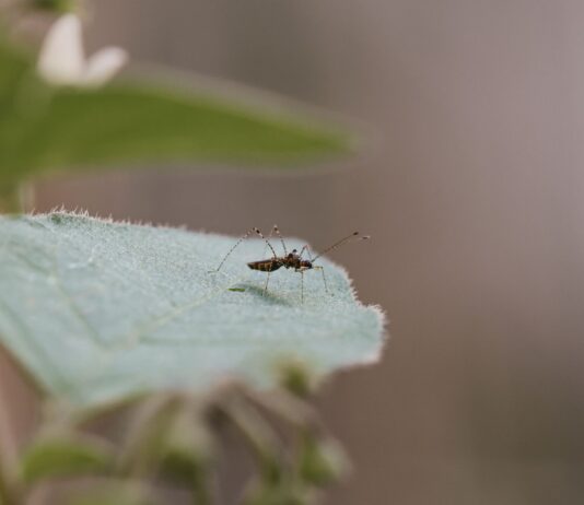 BMKG Warns of Increased Risk of Dengue Fever in Jakarta Due to Rainfall and Humidity