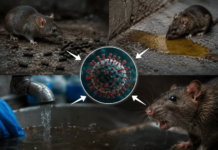 Indonesia Monitors Hantavirus Risk Following Deadly MV Hondius Outbreak Indonesia Monitors Hantavirus Risk Following Deadly MV Hondius Outbreak