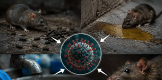 Indonesia Monitors Hantavirus Risk Following Deadly MV Hondius Outbreak Indonesia Monitors Hantavirus Risk Following Deadly MV Hondius Outbreak