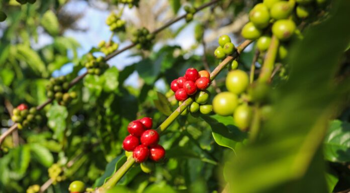 These 3 Commodities Could Propel Indonesia Towards Developed Nation Status! These 3 Commodities Could Propel Indonesia Towards Developed Nation Status!
