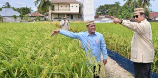 Prabowo Says Indonesia Can Become One of the World’s Rice Granaries Prabowo Says Indonesia Can Become One of the World's Rice Granaries