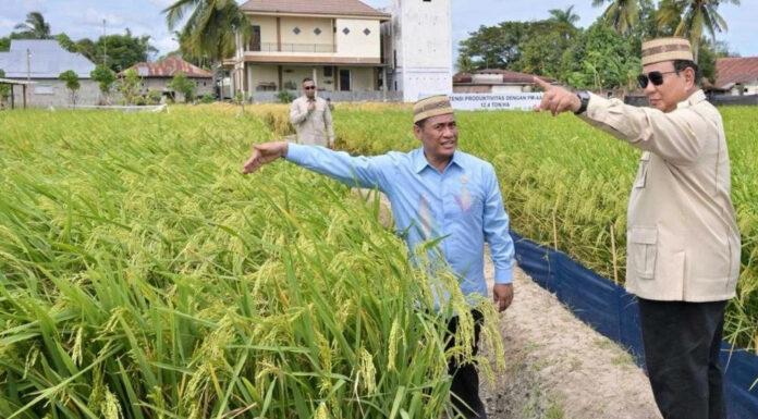 Prabowo Says Indonesia Can Become One of the World’s Rice Granaries Prabowo Says Indonesia Can Become One of the World's Rice Granaries