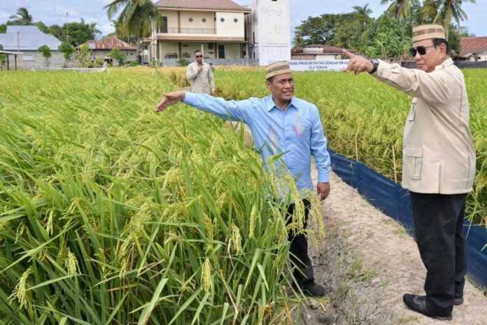 Prabowo Says Indonesia Can Become One of the World's Rice Granaries