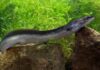 Forget Salmon, This Indonesian Eel Packs Even More Omega-3 Indonesian Eel Sidat