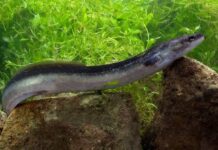 Forget Salmon, This Indonesian Eel Packs Even More Omega-3 Indonesian Eel Sidat