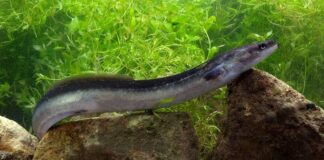 Forget Salmon, This Indonesian Eel Packs Even More Omega-3 Indonesian Eel Sidat