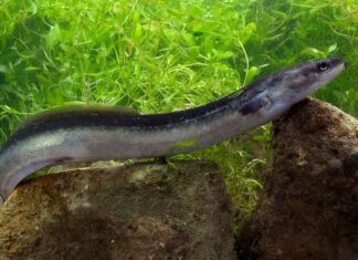 Forget Salmon, This Indonesian Eel Packs Even More Omega-3 Indonesian Eel Sidat